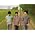 Miniaturansicht von Jonas Brothers