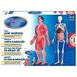Human Body Anatomy Activity