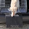 Trixie 1346 Sto�stangen-Schutz 50 � 60 cm, schwarz