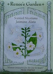 Nicotiano Scented Jasmine Alata Seeds 800 Seeds
