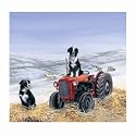 Home Farm Border Collie Christmas Cards Pack