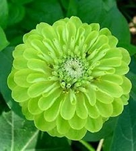 30+ Lime Green 30+ Lime Green