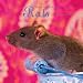 Kitchen & Housewares : Rats 2009 Calendar