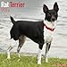 Rat Terrier Calendar - Breed Specific Rat Terrier Calendar - 2016 Wall calendars - Dog Calendars - Monthly Wall Calendar by Avonside