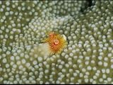 Tubeworm Makes Its Home in a Coral Photographic Poster Print by Wolcott Henry, 40x30