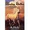 Phantom Stallion (Terri Farley) Books 1 - 24