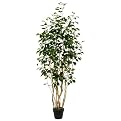 Green 4-ft. Ficus Tree w/pot