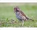Photographic Prints of Song Thrush - with worms in mouth from Ardea Wildlife Pets