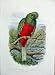 Cassell'S Birds C1870 Beautiful Trogon Antisianus Bird