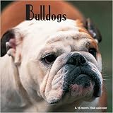 English Bulldogs Magnum Wall 2008