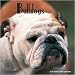   - English Bulldogs Magnum Wall 2008