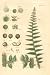 FERN Illustration by John Miller Botanical Studies from 1779. (Poster Print 12x18 inches)