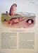 Black Tailed Prairie Dog Rodent Color Antique Print Art