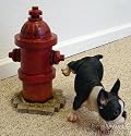 Boston Terrier Peeing Dog Statue with Fire Hydrant Indoor Outdoor