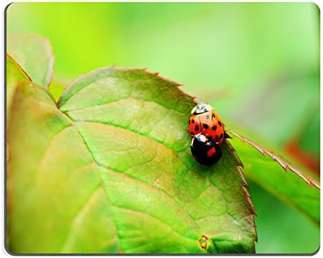 harlequin copulation mating ladybird harmonia axyridis QZone Customized Made to Order Cloth with Neoprene Rubber Mouse Pads