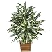 Real Looking Chinese Evergreen Silk Plant Green Colors - Silk Plant