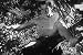 Search : Guatemala Jungle Adventure Film Disc One: New Adventures of Tarzan (1935) [DVD]