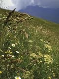 Flowers and Tall Grass Growing on a Hillside Meadow Photographic Poster Print by Paul Schutzer, 18x24 515x 2S7YvL. SL160 Flowers and Tall Grass Growing on a Hillside Meadow Photographic Poster Print by Paul Schutzer, 18x24