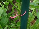 The Tomato Stake - Better than metal cages or bamboo stakes.