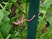 The Tomato Stake - Better than metal cages or bamboo stakes.