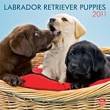 \"Labrador