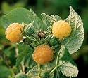 Anne Gold Everbearing Raspberry Plant - Potted