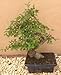 Newquay-Bonsai Bonsa&iuml; orme de Chine Vieux de 10 ans