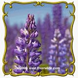 1 Oz Russell Lupine (Lupinus polyphyllus) Bulk Wildflower Seeds