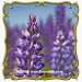 1 Oz Russell Lupine (Lupinus polyphyllus) Bulk Wildflower Seeds