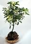 Ivory Schefflera Hawaiian Volcano Rock - Bonsai