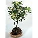 Ivory Schefflera Hawaiian Volcano Rock - Bonsai