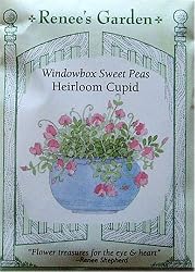 Sweet Peas Windowbox Heirloom Cupid Seeds 30 Seeds