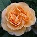 Birthday Gifts - Rose Dorothy