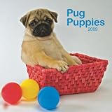 Pug Puppies 2009 Wall Calendar 12 X 12