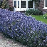Lavender Seeds - Lavender Munstead Herb Seeds