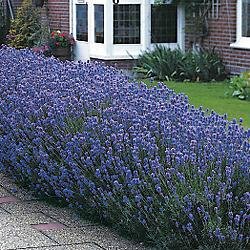 Lavender Seeds - Lavender Munstead