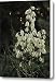 Yucca filamentosa. Adams needle. Canvas Print / Canvas Art - Artist Viktor Savchenko
