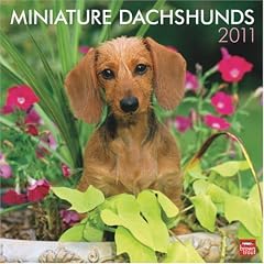Miniature Dachshunds 2011