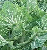 Kale Beira Kale Green 100 Hybrid Seeds by David's Garden Seeds Kale Beira Kale Green 100 Hybrid Seeds by David's Garden Seeds