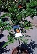 Meyer Lemon Tree Semi Dwarf Five Gallon