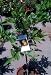 Meyer Lemon Tree Semi Dwarf Five Gallon