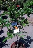 Meyer Lemon Tree Semi Dwarf Five Gallon