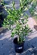 Yosemite Gold Late Ripening Mandarin Orange Tree Seven Gallon