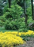 Amazon / Hirts: Genista: Bangle Dyers Greenwood - Genista - Flowering Broom