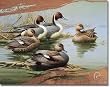 Ducks Unlimited - Morning Most Tin Sign