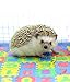 Small EVA Foam Puzzle Floor Play Mat Pets Feeding Box Hamster African Pygmy Hedgehog Exercise Mat Playmat Gym Crawling Matsï¼ˆRandom Colorï¼‰