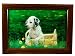 Holographic - Puppy Dalmatian 27.5
