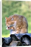 Canvas Prints of CAT - ginger male sitting on logs from Ardea Wildlife Pets