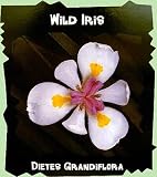 Amazon / Hirt's: Wild Fairy Iris 10 Seed - Dietes grandiflora -Tropical