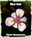 Wild Fairy Iris 10 Seed - Dietes grandiflora -Tropical